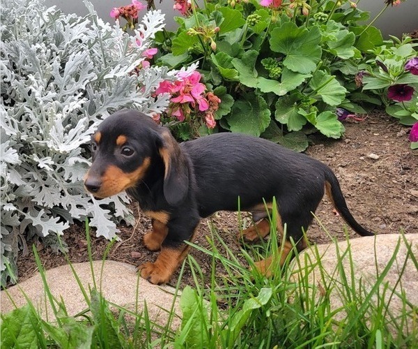 Medium Photo #8 Dachshund Puppy For Sale in WITHEE, WI, USA