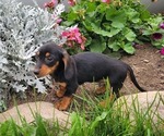 CHIEF - Male Dachshund Puppy for Sale - Photo #8