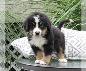 Bernese Mountain Dog Puppy for sale in DUNDEE, OH, USA