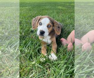 Australian Shepherd-Unknown Mix Dogs for adoption in Columbus, IN, USA