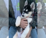 Small Photo #59 Siberian Husky Puppy For Sale in TRIMBLE, MO, USA