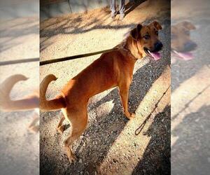 Rhodesian Ridgeback Dogs for adoption in San Andreas, CA, USA