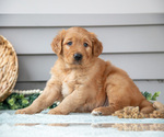 Small Photo #13 Golden Retriever Puppy For Sale in WOLCOTTVILLE, IN, USA