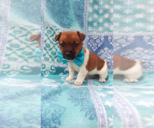 Medium Photo #5 Jack Russell Terrier Puppy For Sale in HONEY BROOK, PA, USA