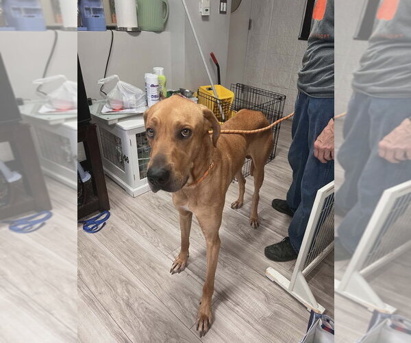 Medium Photo #1 Great Dane-Rhodesian Ridgeback Mix Puppy For Sale in Bullard, TX, USA