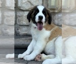 Puppy Becky Saint Bernard