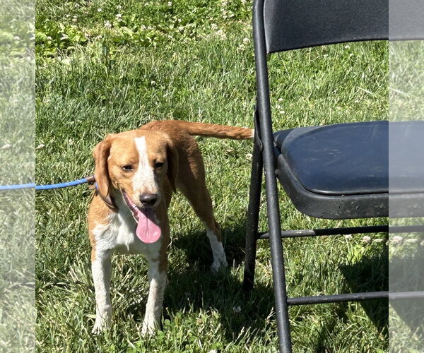 Medium Photo #2 Doxle Puppy For Sale in Batavia, OH, USA