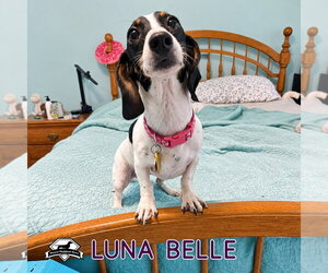 Luna Belle - Female Dachshund Dog for Adoption - Photo #5