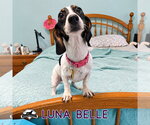 Small Photo #5 Dachshund Puppy For Sale in San Antonio, TX, USA