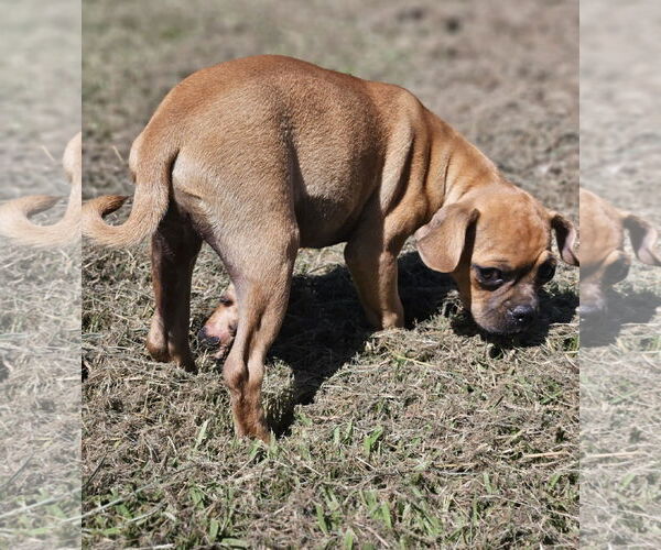 Medium Photo #5 Chug Puppy For Sale in Wakefield, RI, USA