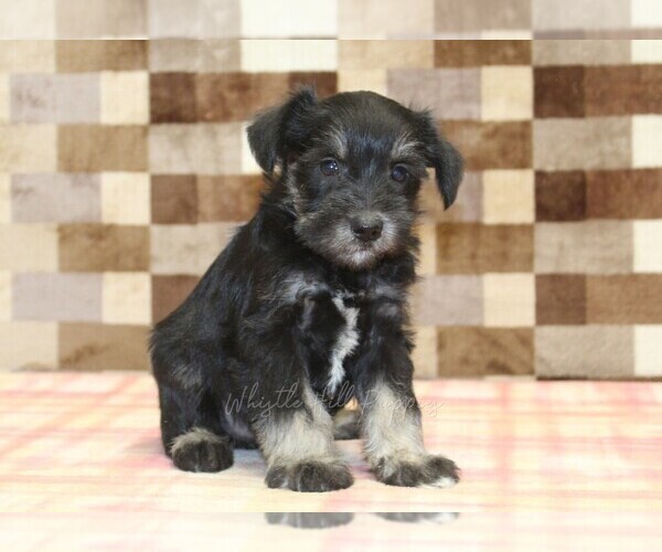 Medium Photo #1 Schnauzer (Miniature) Puppy For Sale in DENVER, PA, USA