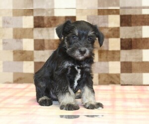 Schnauzer (Miniature) Puppy for sale in DENVER, PA, USA