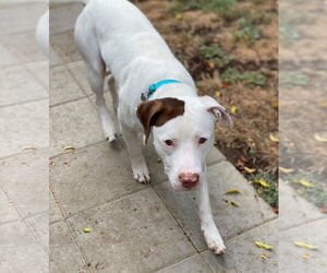 Josh - Male American Pit Bull Terrier-Unknown Mix Dog for Adoption - Photo #7
