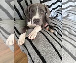 Small #1 Mutt