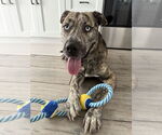 Small #3 Boxer-Catahoula Leopard Dog Mix