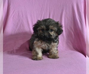 Shorkie Tzu Puppy for sale in BALTIC, OH, USA
