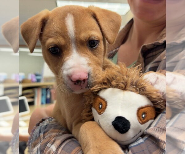 Medium Photo #3 Mutt Puppy For Sale in Bemidji, MN, USA