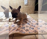 Small Photo #21 American Bullnese-French Bulldog Mix Puppy For Sale in DISCOVERY BAY, CA, USA