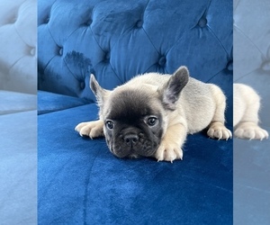 French Bulldog Puppy for sale in FRESNO, CA, USA