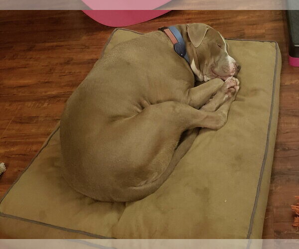 Medium Photo #14 American Pit Bull Terrier-Unknown Mix Puppy For Sale in Germantown, OH, USA