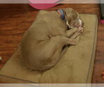 Small #13 American Pit Bull Terrier Mix