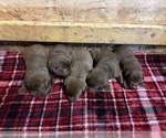 Small #1 Labrador Retriever