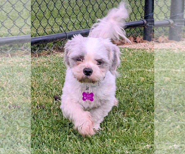 Medium Photo #7 Shih Tzu-Unknown Mix Puppy For Sale in Corona, CA, USA