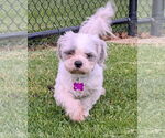 Small #6 Shih Tzu Mix