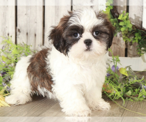 Shih Tzu Puppy for sale in MOUNT VERNON, OH, USA