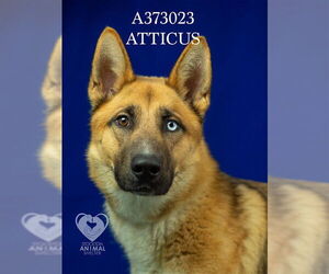 German Shepherd Dog Dogs for adoption in Stockton, CA, USA