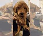 Small Photo #10 Goldendoodle Puppy For Sale in CHARLESTON, SC, USA