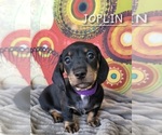 Small Photo #19 Dachshund Puppy For Sale in THORNTON, CO, USA