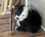 Small #3 Australian Shepherd-Old English Sheepdog Mix