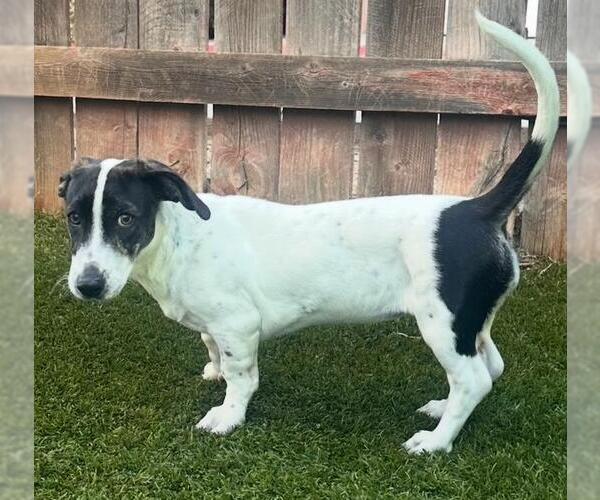 Medium Photo #3 Basset Hound-Unknown Mix Puppy For Sale in Los Angeles, CA, USA