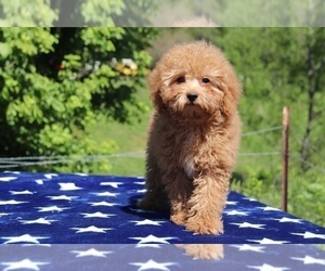 Goldendoodle Puppy for sale in UNION CITY, TN, USA