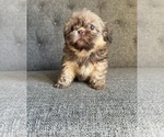 Puppy Puppy 5 Shih Tzu