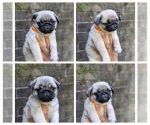 Medium Pug