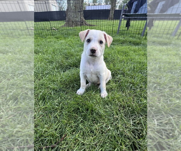 Medium Photo #4 Siberian Husky-Unknown Mix Puppy For Sale in Springdale, PA, USA