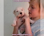 Small Photo #87 Dogo Argentino Puppy For Sale in JANE, MO, USA