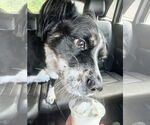 Small #10 Australian Shepherd Mix
