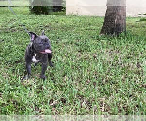 French Bulldog Puppy for sale in HOLLYWOOD, FL, USA