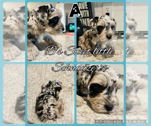 Schnauzer (Miniature) Puppy for sale in BELTON, TX, USA