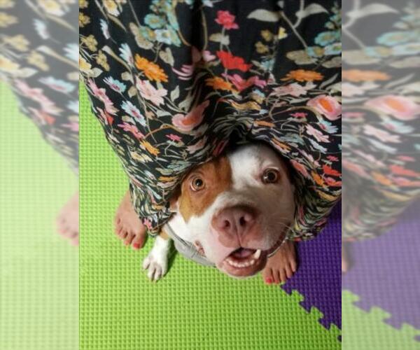 Medium Photo #2 American Pit Bull Terrier-Unknown Mix Puppy For Sale in Derwood, MD, USA