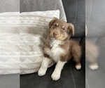 Puppy Puppy 3 Australian Shepherd