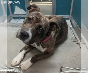 Staffordshire Bull Terrier-Unknown Mix Dogs for adoption in Oklahoma City, OK, USA