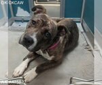 Small Staffordshire Bull Terrier Mix