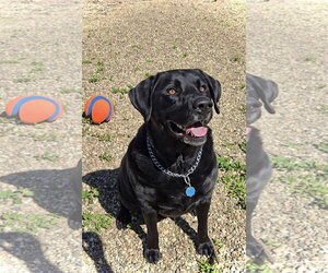 Buckey - Male Labrador Retriever Dog for Adoption - Photo #3