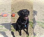 Small #2 Labrador Retriever