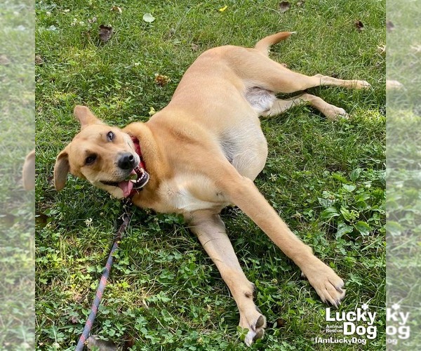 Medium Photo #5 Labrador Retriever-Unknown Mix Puppy For Sale in Washington, DC, USA