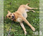 Small #4 Labrador Retriever Mix